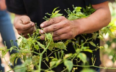 Formazione di giovani promotori agro–ecologici